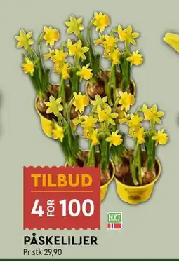 Coop Mega PÅSKELILJER tilbud