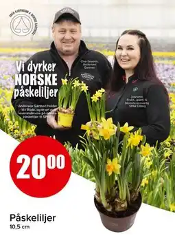 Spar Påskeliljer tilbud