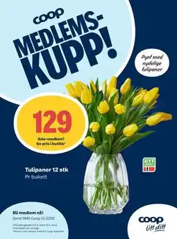 Matkroken Tulipaner 12 stk, Medlemspris tilbud