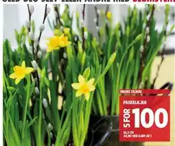 Meny PÅSKELILJER tilbud