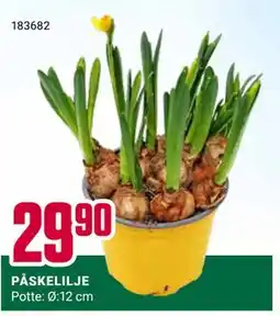 Europris PÅSKELILJE tilbud