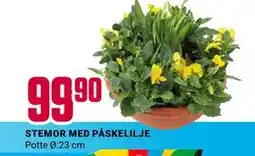 Europris STEMOR MED PÅSKELILJE tilbud
