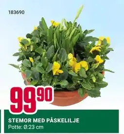 Europris STEMOR MED PÅSKELILJE tilbud