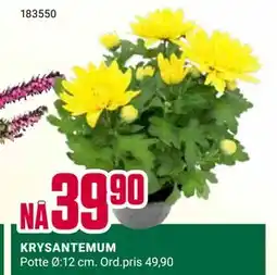 Europris KRYSANTEMUM tilbud