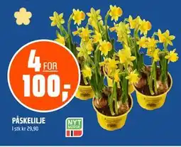 Coop Obs PÅSKELILJE tilbud