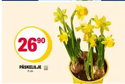 Coop Extra Påskelilje tilbud