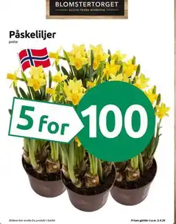 Joker Påskeliljer tilbud