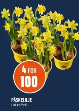 Coop Obs Påskelilje tilbud