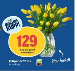Coop Obs Tulipaner 12 stk, Medlemspris tilbud