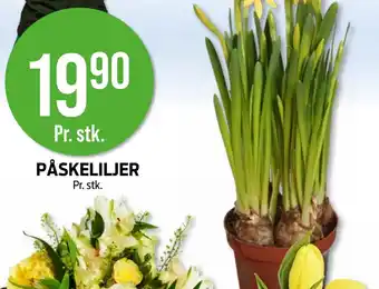 Kiwi Påskeliljer tilbud