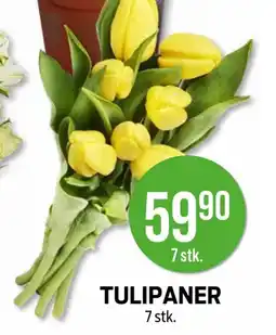 Kiwi Tulipaner tilbud