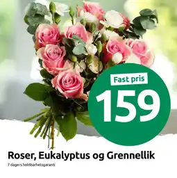 Joker Roser, eukalyptus og grennellik tilbud