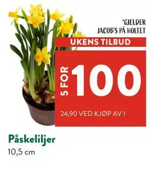 Jacobs Påskeliljer tilbud