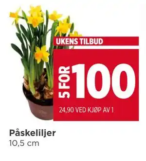 Meny Påskeliljer tilbud