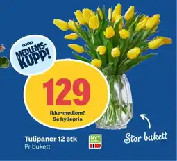 Coop Obs Tulipaner tilbud