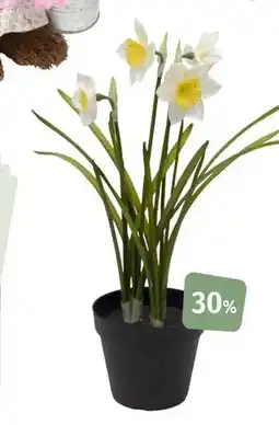 Nille Pinselilje tilbud