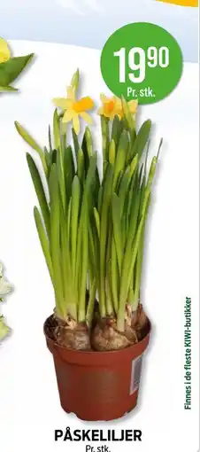 Kiwi PÅSKELILJER tilbud