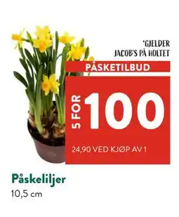 Jacobs Påskeliljer tilbud