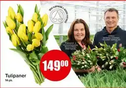 Spar Tulipaner tilbud