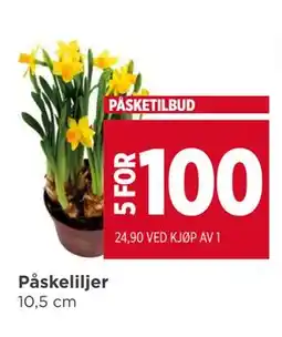 Meny Påskeliljer tilbud