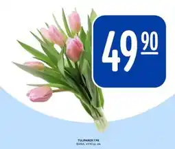 Rema 1000 TULIPANER 7 PK tilbud