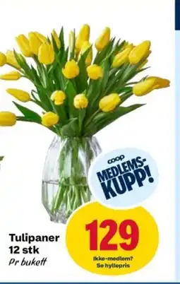 Coop Obs Tulipaner tilbud