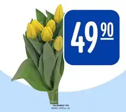 Rema 1000 TULIPANER 7 PK tilbud