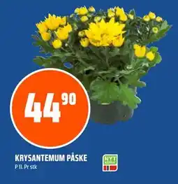 Coop Obs KRYSANTEMUM PÅSKE tilbud