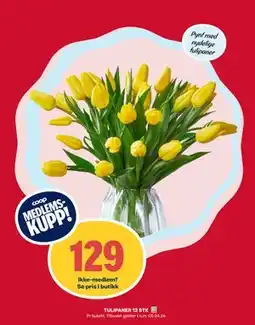 Matkroken TULIPANER 12 STK., Medlemspris tilbud