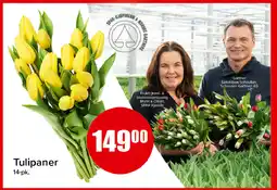 Spar Tulipaner tilbud