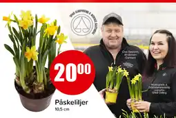 Spar Påskeliljer tilbud