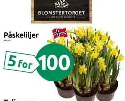 Joker Påskeliljer tilbud