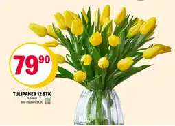 Coop Extra Tulipaner 12 stk tilbud