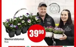 Spar Stemorsblomst tilbud