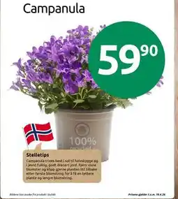 Joker Campanula tilbud