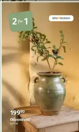 Nille Olivenkvist tilbud
