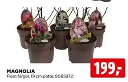 jem & fix MAGNOLIA tilbud