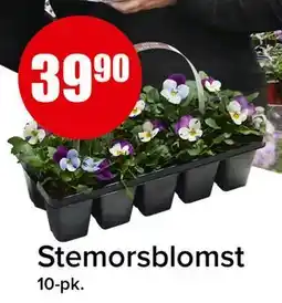Spar Stemorsblomst tilbud