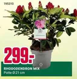 Europris RHODODENDRON MIX tilbud