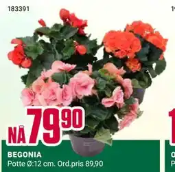 Europris BEGONIA tilbud