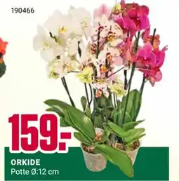 Europris ORKIDE tilbud