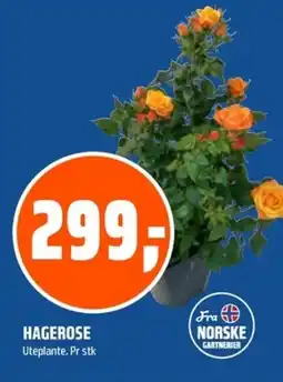 Coop Obs Hagerose tilbud