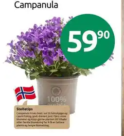 Joker Campanula tilbud