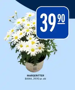 Rema 1000 Margeritter tilbud