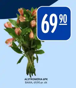 Rema 1000 Alstromeria 6pk tilbud