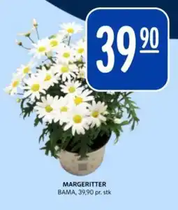 Bunnpris Margeritter tilbud