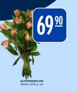 Bunnpris Alstromeria 6pk tilbud