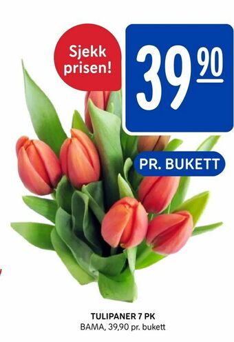 Tulipaner