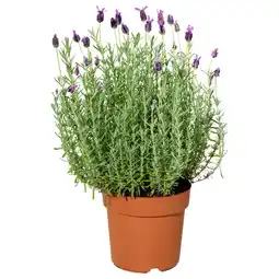 IKEA Lavandula Potteplante, lavendel, 12 cm tilbud