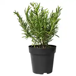 IKEA Rosmarinus officinalis Potteplante, Rosmarin, 14 cm tilbud